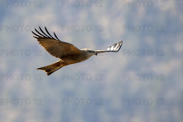 Black kite (Milvus migrans) flies in front of a wooded mountain slope