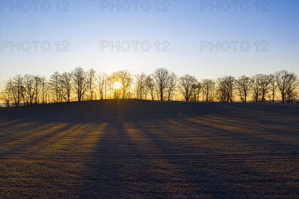 Trees and field at sunrise