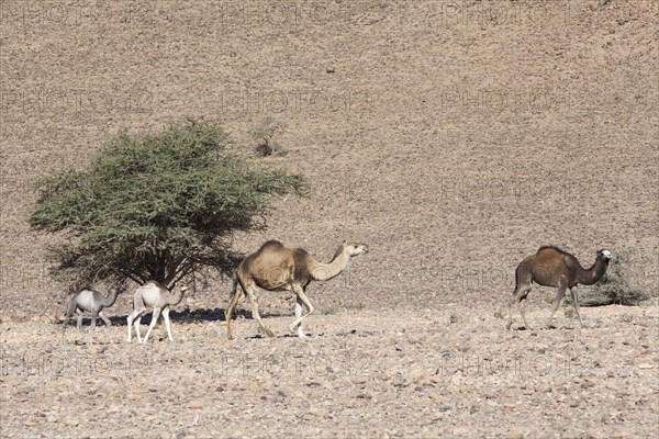 Camel herd in the Anti-Atlas