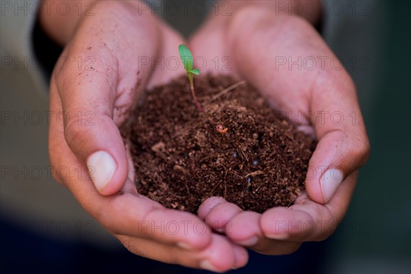 Close-up of a hand with soil and growing plant. Port Elizabeth