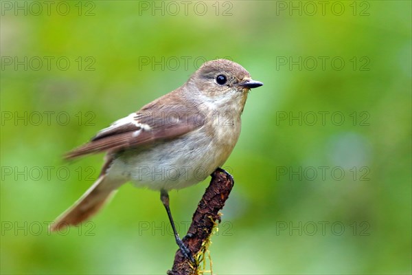 European Pied Flycatcher (Ficedula hypoleuca)