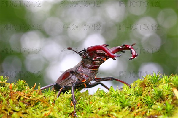 Stag beetle (Lucanus cervus) on a moss cushion