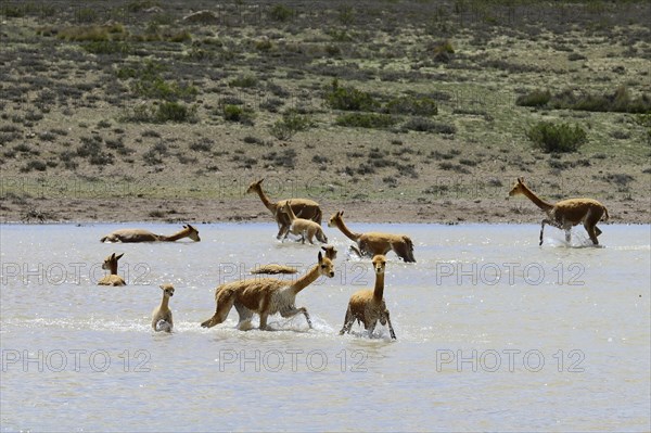 Herd of (Vicugna vicugna ) in the water of a lagoon