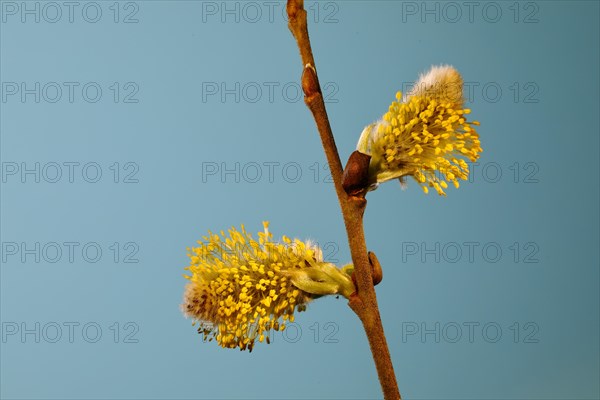 Inflorescence of Goat willow (Salix caprea)