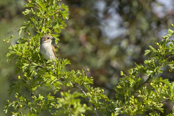 Red-backed shrike (Lanius collurio)