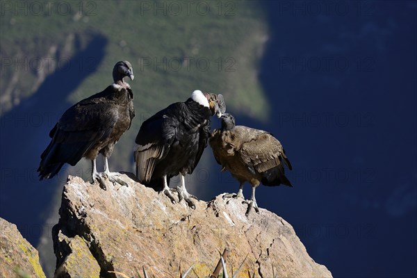 Andean condors (Vultur gryphus) sitting on a rock