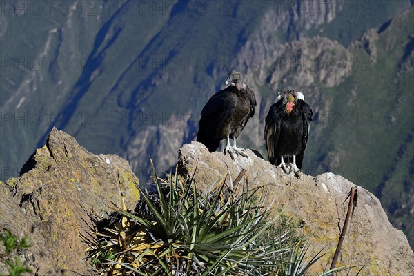 Andean condors (Vultur gryphus) sitting on a rock