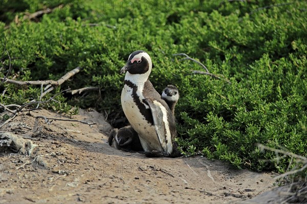 African penguin (Spheniscus demersus)