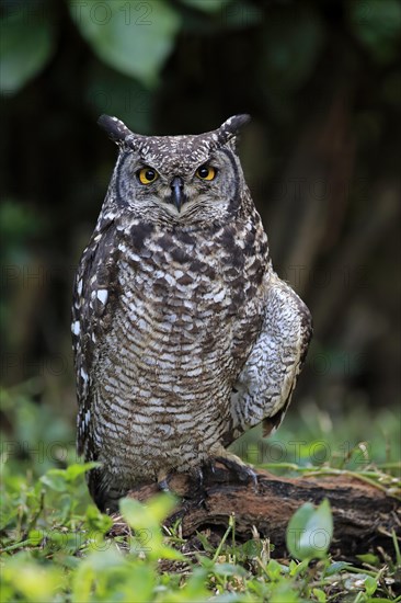 Spotted Eagle-Owl (Bubo africanus)