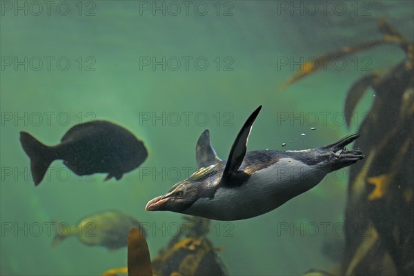 Northern Rockhopper Penguin (Eudyptes chrysocome)