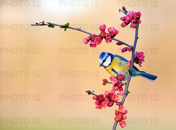 Blue tit (Parus caeruleus) sitting on a branch of flowering ornamental quince (Chaenomeles japonica)