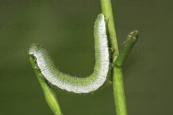 Orange tip (Anthocharis cardamines) caterpillar eats garlic rocket (Alliariapetiolata)