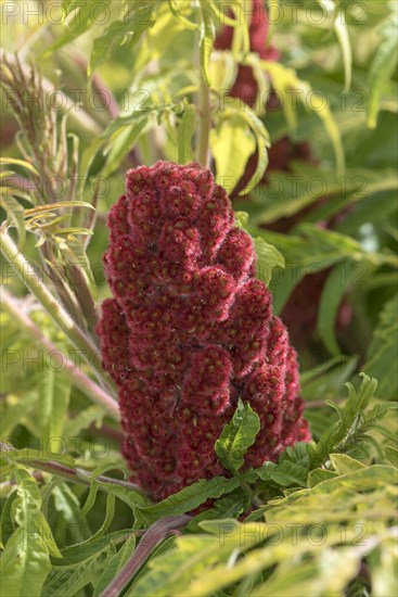 Flower of Staghorn sumac (Rhus typhina)