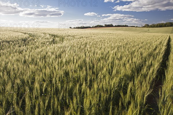 Wheat crops in Rio Grande do Sul