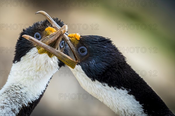 Blue-eyed cormorants (Leucocarbo atriceps or Phalacrocorax atriceps) also Antarctic cormorant