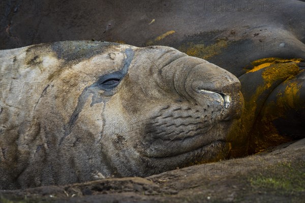 Southern elephant seal (Mirounga leonina)