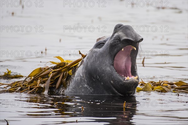 Southern elephant seal (Mirounga leonina) lies in water