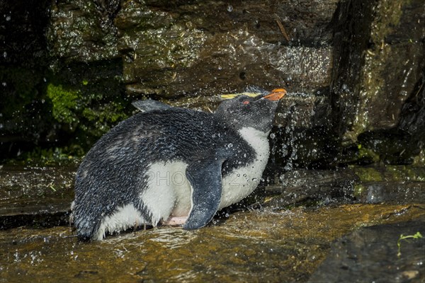 Rockhopper Penguin (Eudyptes chrysocome) cleans its plumage at a fresh water site