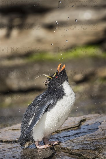 Rockhopper Penguin (Eudyptes chrysocome) cleans its plumage at a fresh water site