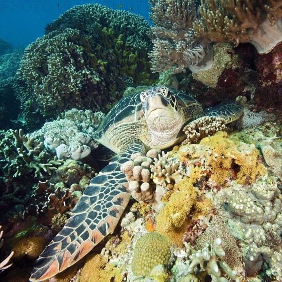 Green turtle (Chelonia mydas)