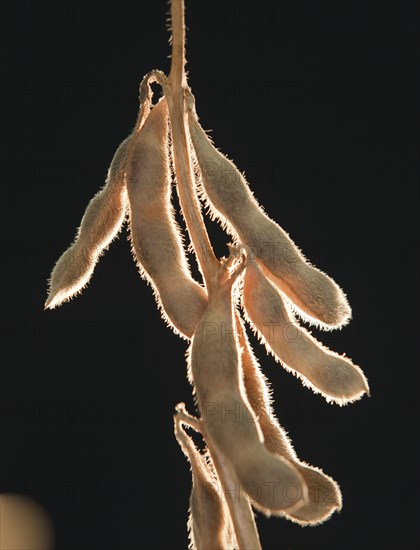 Mature Soybean ready to Harvest near Luis Eduardo Magalhaes