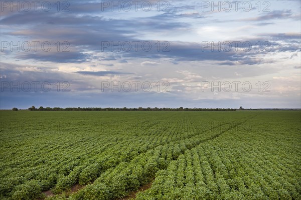 Soybean Crops at sunset near Luis Eduardo Mahalhaes