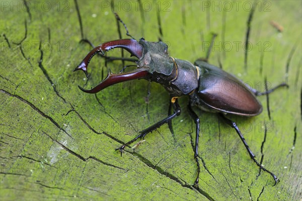 Stag beetle (Lucanus cervus ) on an oak