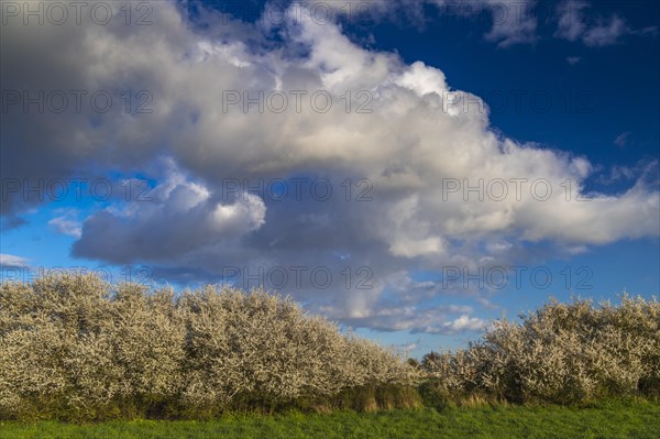 Cloud formation over a blooming sloe hedge in spring