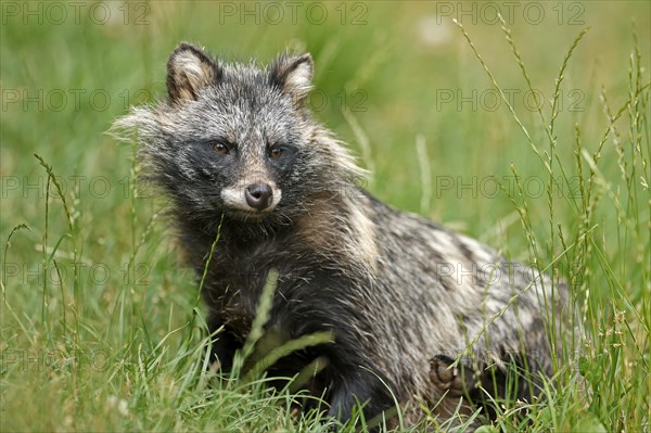 Raccoon dog (Nyctereutes procyonoides) Old animal lies in the grass