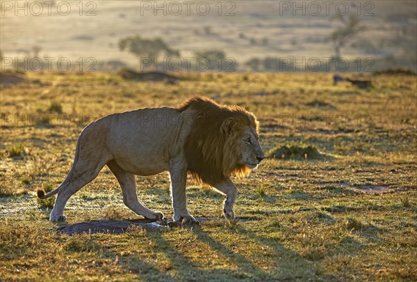Lion (Panthera leo) after sunrise in the grass savannah