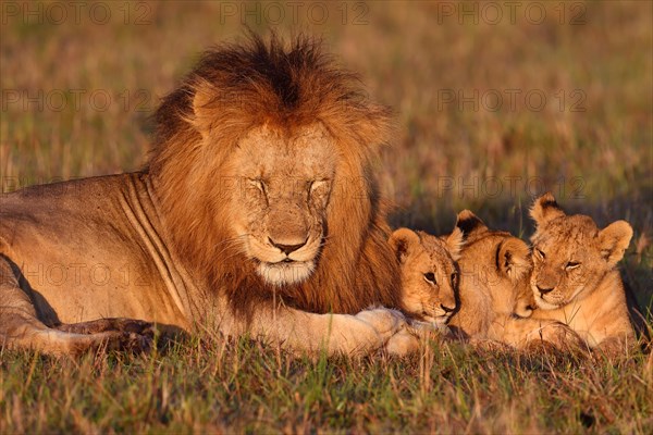 Lion (Panthera leo) and young animals