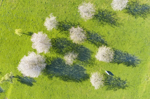 Flowering cherry trees on a meadow from above