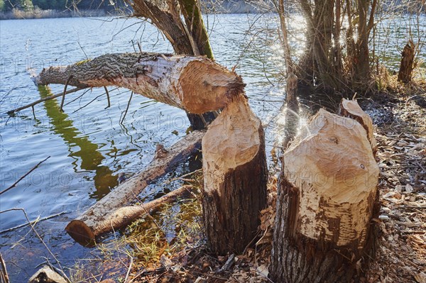 Beaver damage