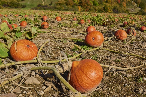 Ripe Red kuri squashes lying in a field