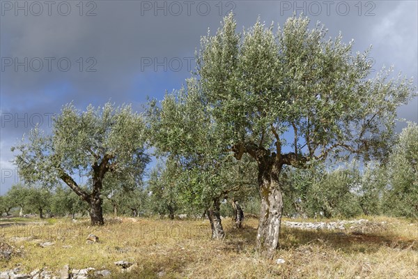 Olive trees (Olea europaea)