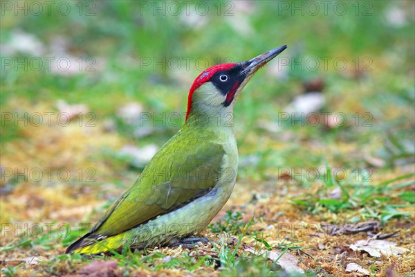 European green woodpecker