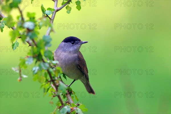 Blackcap (Sylvia atricapilla) male on a hawthorn branch