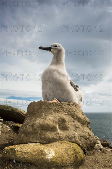 Black-browed Albatross (Thalassarche melanophris) chick on its nest