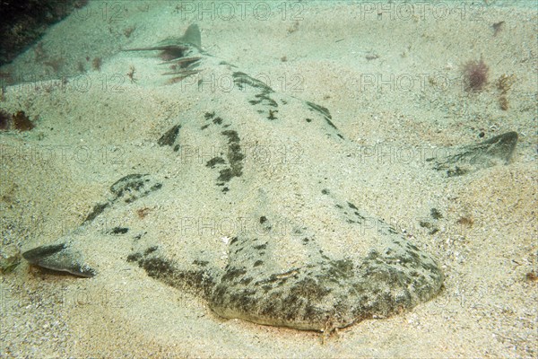 Camouflaged Atlantic angelshark (Squatina squatina) lies in the sand