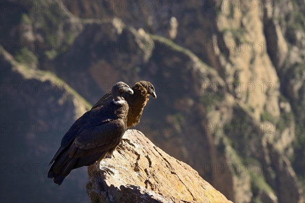 Andean condors (Vultur gryphus) sitting on a rock