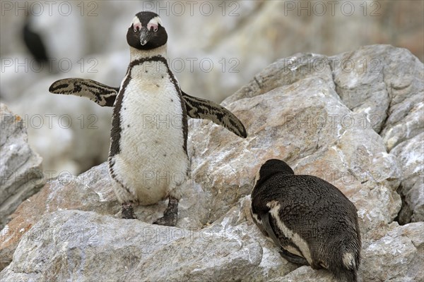 African penguin (Spheniscus demersus)