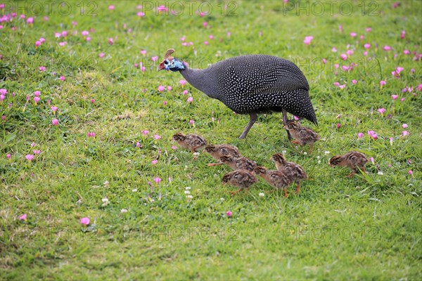 Helmeted guineafowl (Numida meleagris)