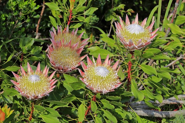 King Protea (Protea cynaroides)