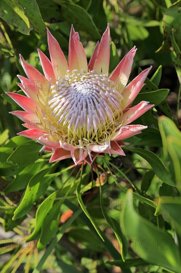 King Protea (Protea cynaroides)