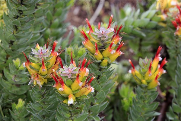 Protea (Mimetes hirtus)