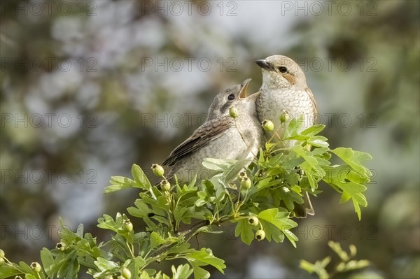 Red-backed shrike (Lanius collurio) on Hawthorn branch (Crataegus)