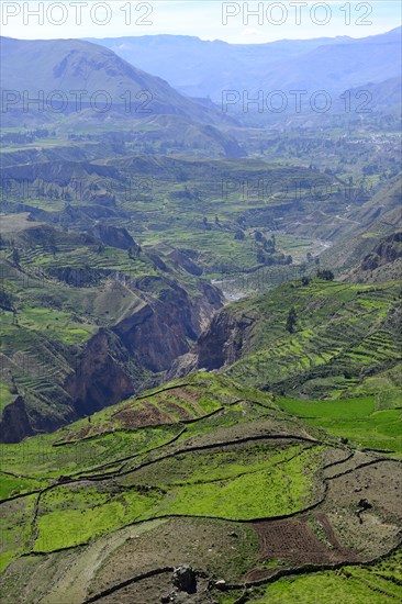 Fields in cups at the canyon of the Rio Colca