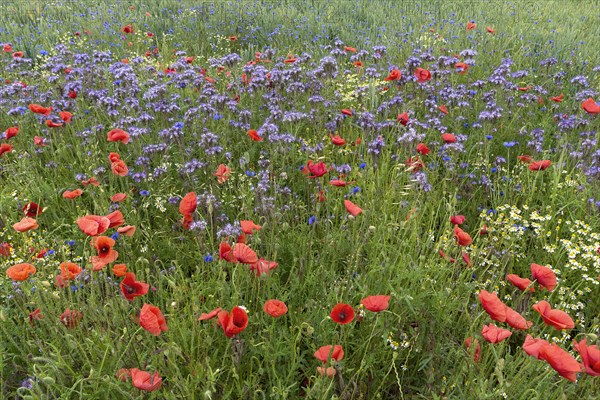 Poppy flowers () () and (Cyanus segetum) at the edge of the field