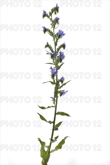 Viper's bugloss (Echium vulgare) on white background