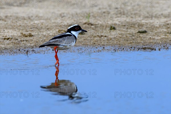 Cayenne plover (Vanellus cayanus)